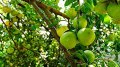 Limon de Rodrigues - Citrus aurantifolia